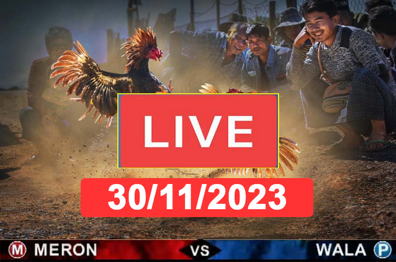 Đá gà trực tiếp 30 11 cpc3, đá gà thomo 30/11, đá gà trực tiếp hôm nay