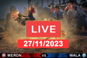 Đá gà trực tiếp 27 11 cpc3, đá gà thomo 25/11, đá gà trực tiếp hôm nay