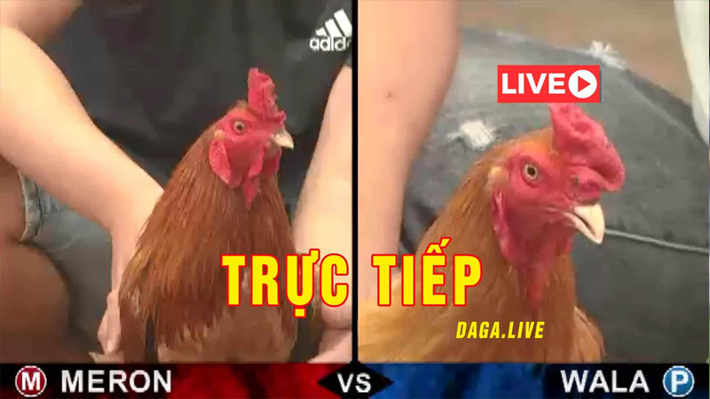 Bj88s.com - Điểm Đến Uy Tín Cho Người Đam Mê Đá Gà