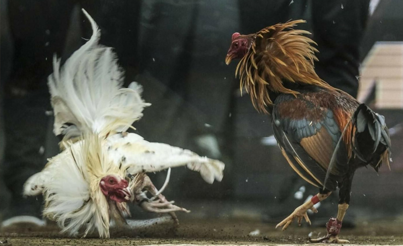 Các hình thức đá gà trực tiếp tại trường gà