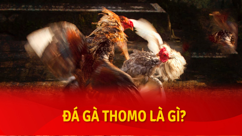 Ví sao đá gà thomo lại hấp dẫn