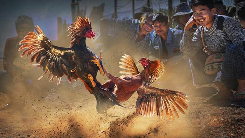 Nơi Nào Có Thể Xem Đá Gà Thomo?