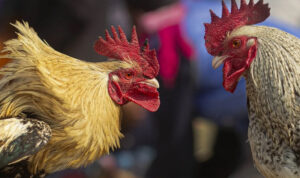 Dịch vụ đá gà trực tiếp, cá cược đá gà tại Daga-win