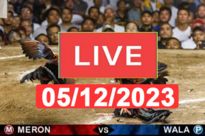 Đá gà trực tiếp 5 12 cpc3, đá gà thomo 5/12