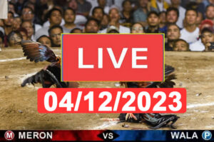 Đá gà trực tiếp 4 12 cpc3, đá gà thomo 4/12