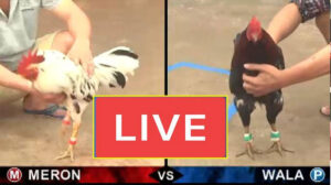 Trực tiếp đá gà - Click vào link trên để xem đá gà trực tiếp mỗi ngày