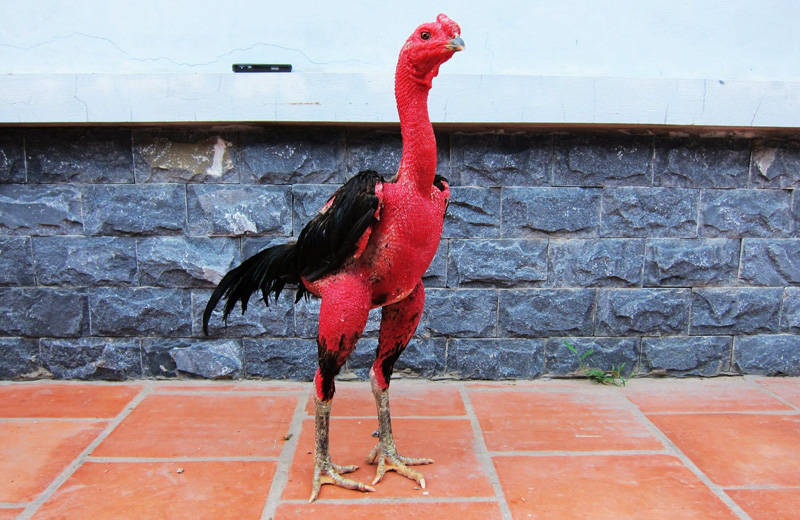 Cách cắt lông gà chọi đẹp