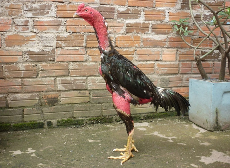 Điều Hòa Nhiệt Độ Cơ Thể