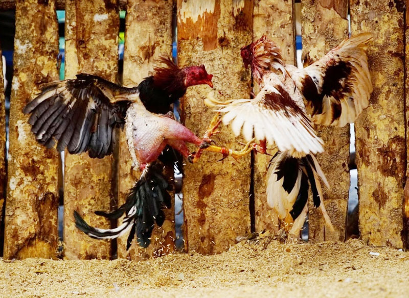 Thời Điểm Lý Tưởng Để Cắt Tỉa Lông Gà Chọi