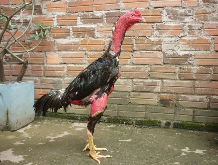 Công Thức Trộn Cám Tối Ưu Cho Gà Chọi