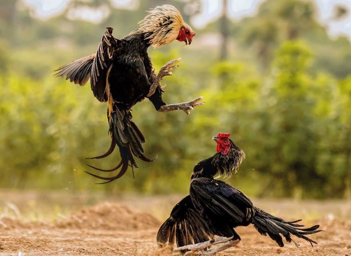 Công Thức Dinh Dưỡng Tối Ưu Cho Gà Chiến