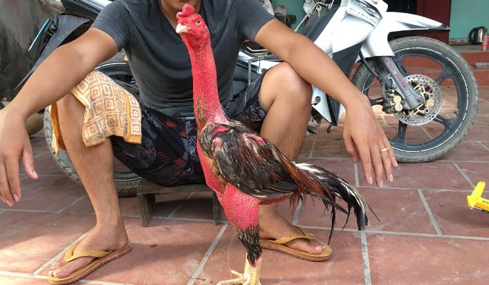 Công Thức Dinh Dưỡng Đặc Biệt Cho Gà Chiến