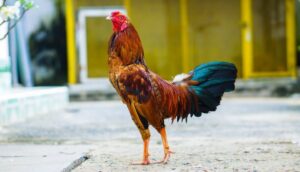 Công Thức Trộn Cám Cho Gà Chọi, Công thức trộn cám gà trước khi đá