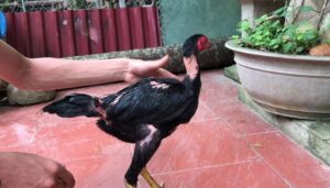 Các Nguyên Nhân Chính Gây "Té Gió"