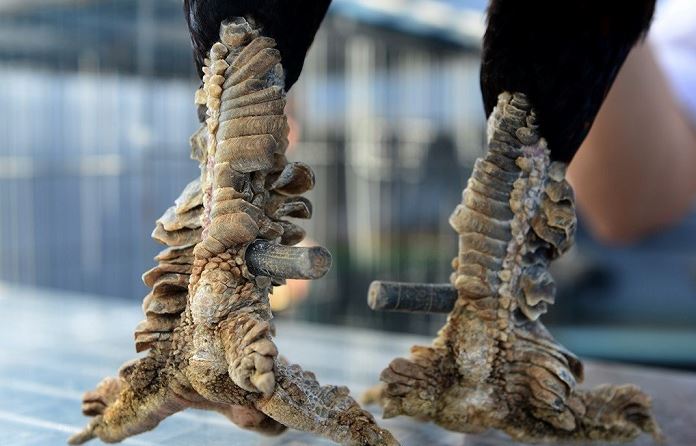 Cách chọn gà vảy rồng chính xác