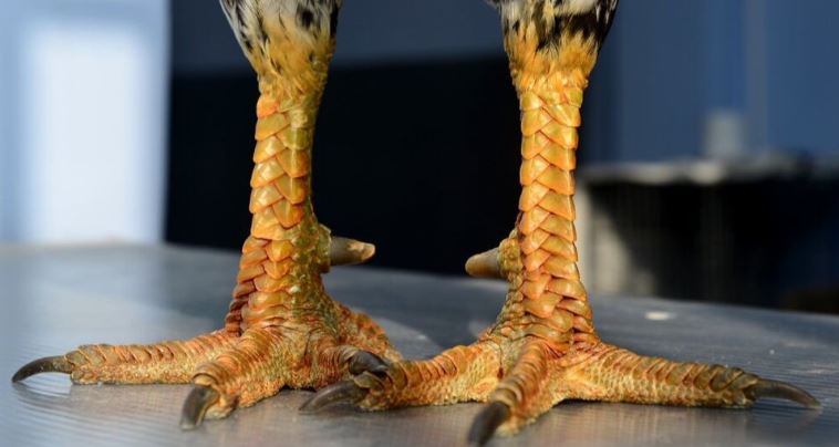 Gà vảy rồng đá hay không