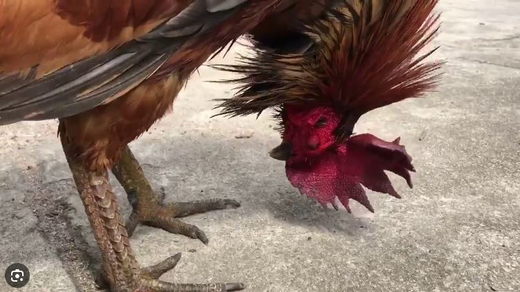 Đặc Điểm Và Khả Năng Chiến Đấu