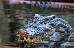 Mơ thấy cá sấu đánh con gì, giải mã giấc mơ thấy cá sấu 2024