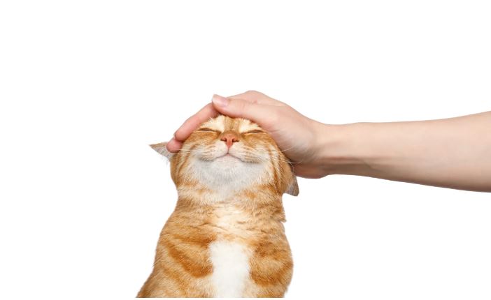 Nằm mơ thấy mèo đánh số mấy