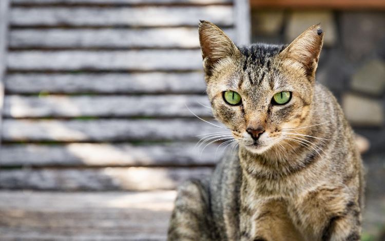 Nằm mơ thấy mèo điềm gì