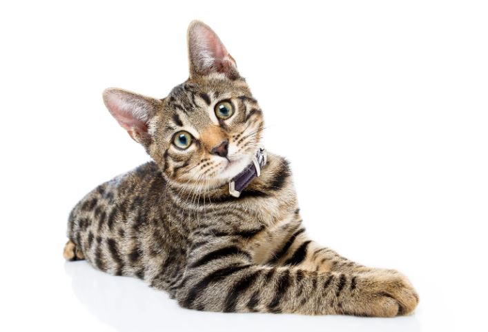 Giải mã một số giấc mơ thấy mèo khác