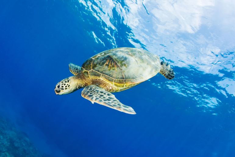 Mơ thấy rùa đánh con gì