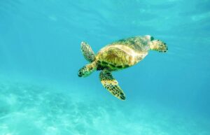 Ý nghĩa phong thủy của bộ số khi mơ thấy rùa