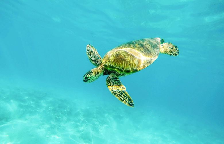 Ý nghĩa phong thủy của bộ số khi mơ thấy rùa