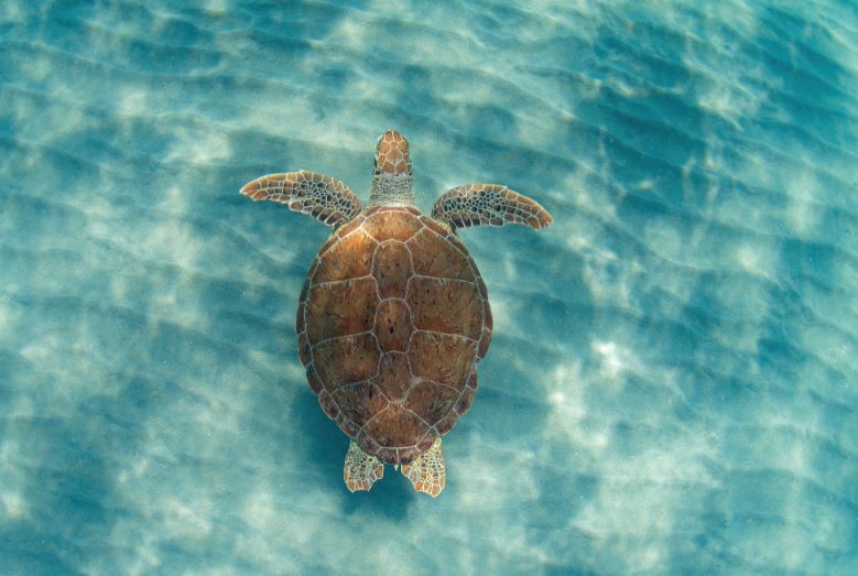 Các bộ số khác khi mơ thấy rùa