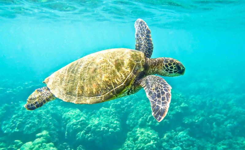 Mơ thấy rùa điềm gì giải mã giấc mơ