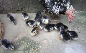 Chi tiết về cách nuôi gà chọi con nhanh lớn đã được kiểm chứng