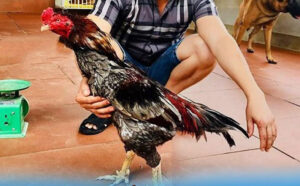 Giá Trị và Địa Vị của Xám Messi