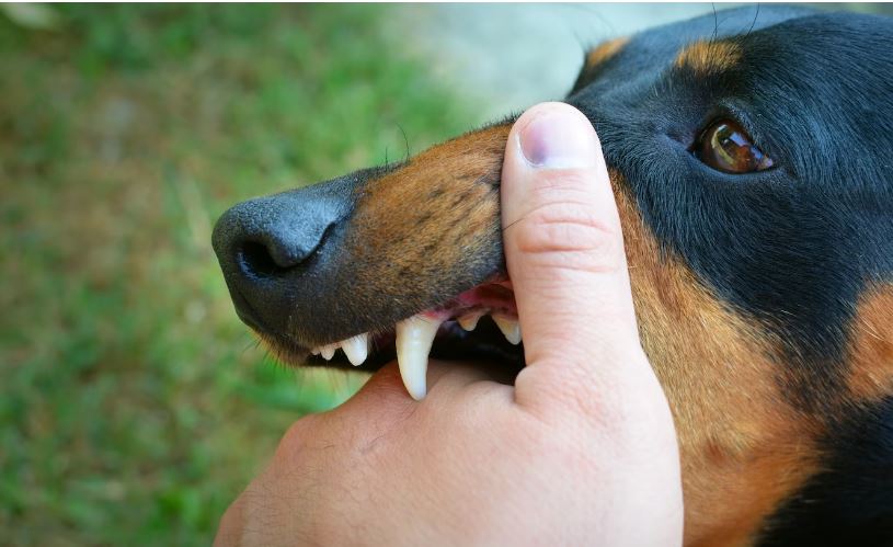 Nằm mơ thấy chó cắn đánh số mấy