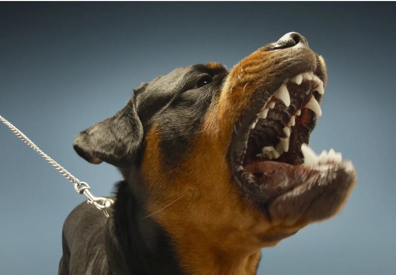 Các bộ số khi mơ thấy chó cắn khác