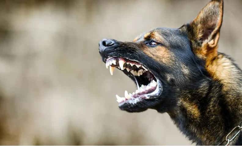 Mơ thấy chó cắn điềm gì 2024