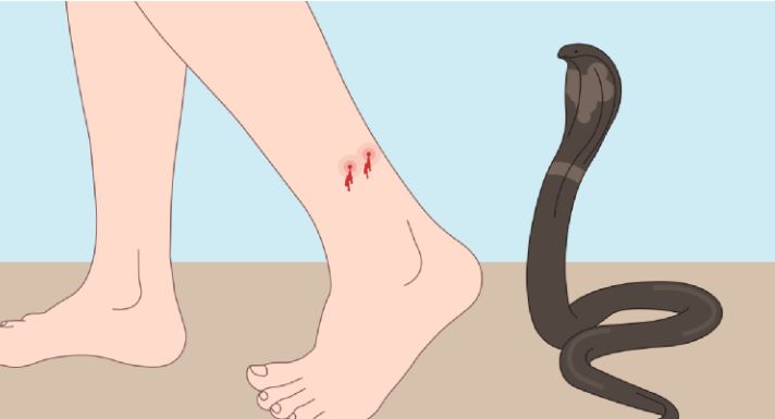 Nằm mơ thấy rắn cắn đánh số gì