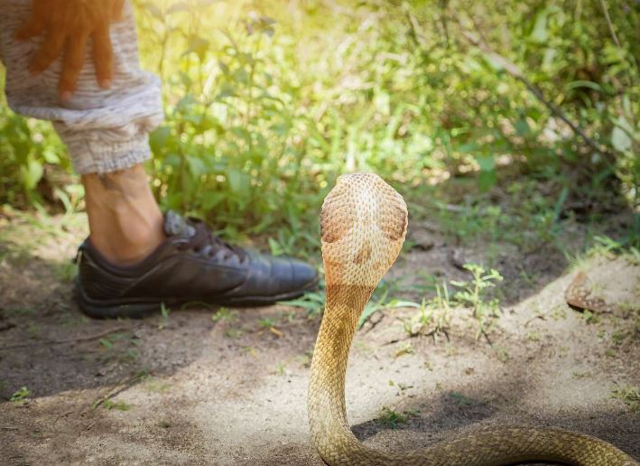 Các bộ số với các giấc mơ thấy rắn cắn khác