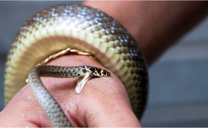 Mơ Thấy Rắn Bò Vào Nhà: Đánh Số Gì?