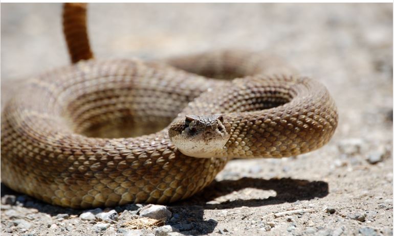 Mơ Thấy Hai Con Rắn: Đánh Số Gì?