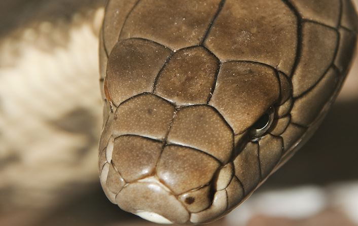 Tổng hợp các bộ số khác khi mơ thấy rắn