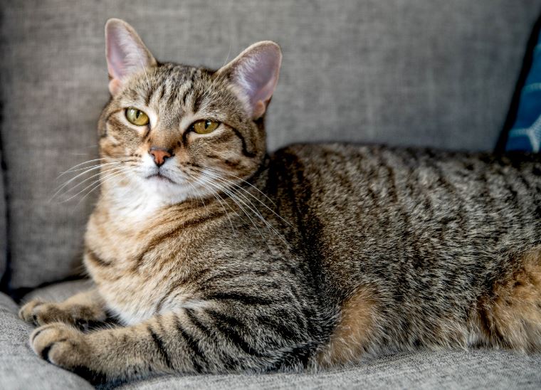 Mơ thấy mèo đánh con gì