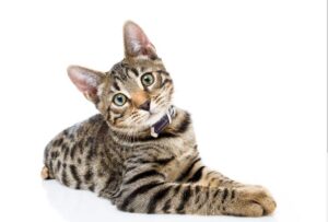 Mơ thấy mèo đánh con gì, mơ thấy mèo điềm gì 2024