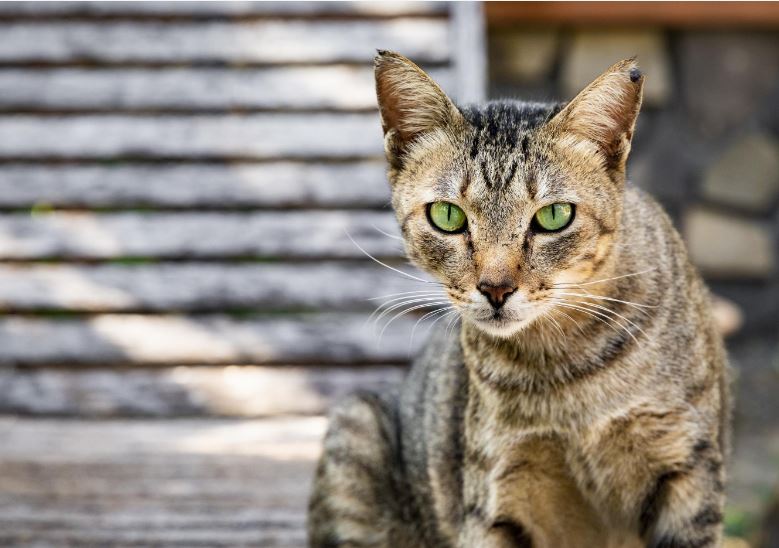 Giải mã các giấc mơ thấy mèo khác